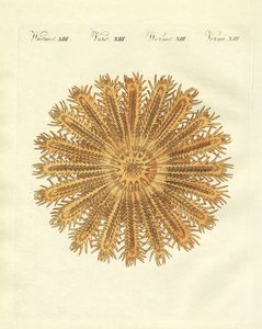 The Sea Urchin-Shaped Starfish