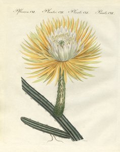 The Splendid Large-Flowered Torch Thistle