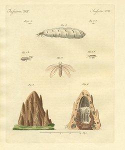 The Termites