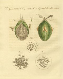The Ustilaginomycotina of the Wheat by German School