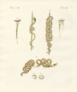 The Winding Nais by German School