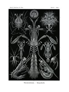 Thoracostraca