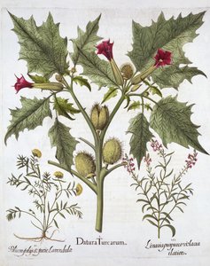Thorn Apple, Germander and Purple Toadflax, from Hortus Eystettensis by German School