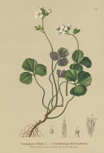 Three-leaved Bittercress