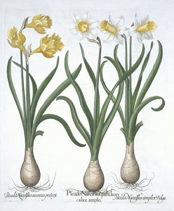 Three Pseudo-Narcissi, from Hortus Eystettensis by Basil Besler, pub. 1613 by German School