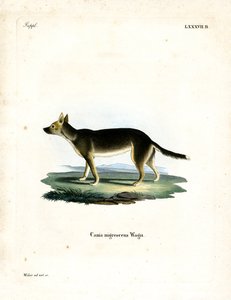 Tibetan Dog by German School