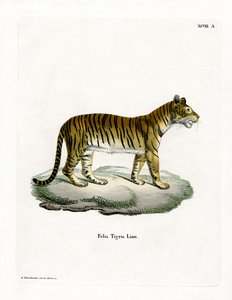 Tiger by German School