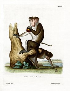 Toque Macaque by German School