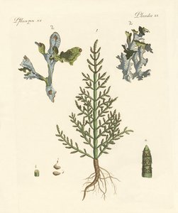 Trading and Medicinal Plants
