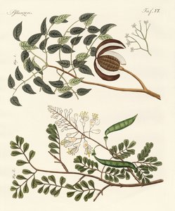 Trees from hot countries by German School
