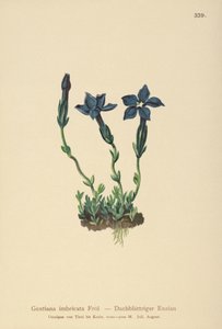 Triglav Gentian by German School