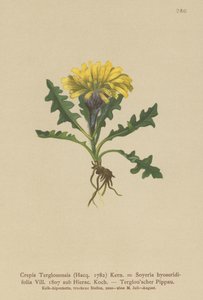 Triglav Hawksbeard by German School