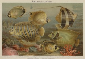 Tropical Sea Fish by German School