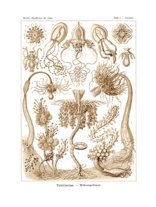 Tubulariae, 1899-1904 by German School