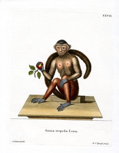 Tufted Capuchin by German School