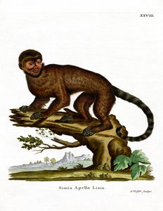 Tufted Capuchin
