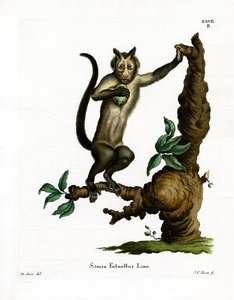 Tufted Capuchin
