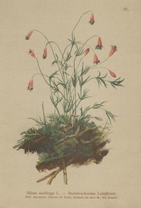 Tufted Catchfly by German School