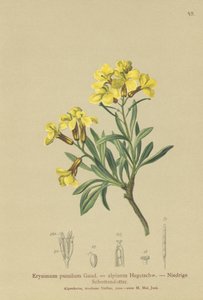 Tufted Wallflower