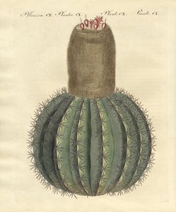 Turks-Cap Cactus by German School