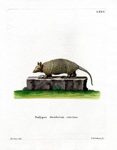 Twelve-banded Armadillo