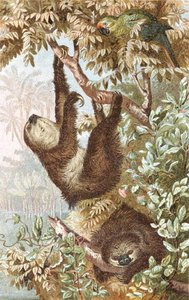 Two-Toed Sloth, Plate from 