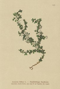 Two-flowered Sandwort by German School