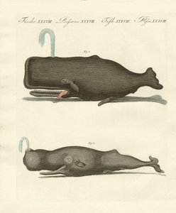 Two Strange Kinds of Whales by German School