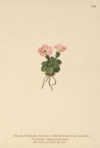 Tyrolean Primrose by German School