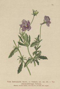 Valderia Violet by German School