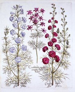 Varieties of Larkspur, from Hortus Eystettensis by German School