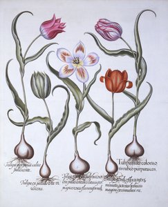 Varieties of Tulip, from Hortus Eystettensis