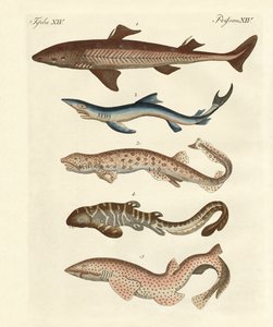 Various Kinds of Sharks by German School