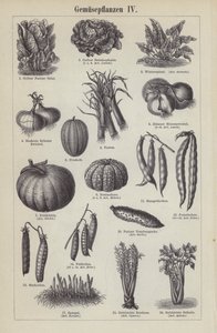 Vegetables by German School