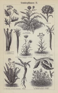 Vegetables (engraving) by German School