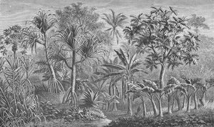 Vegetation in India