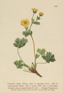 Villous Cinquefoil