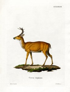 Virginian Deer by German School