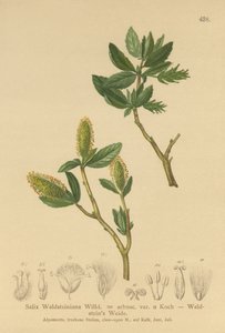 Waldsteins Willow by German School