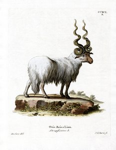 Wallachian Sheep