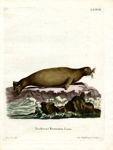 Walrus