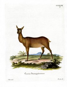 Wapiti by German School
