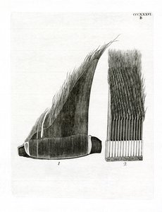 Whale Baleen Plates by German School