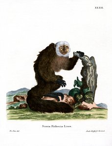 White-faced Saki by German School