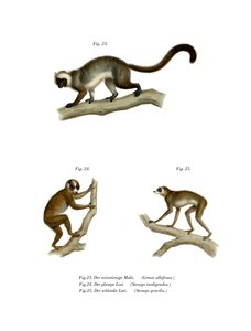 White-headed Lemur
