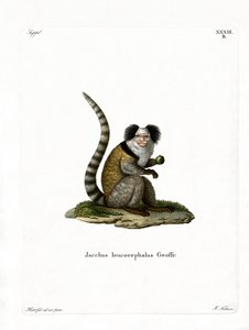 White-headed Marmoset