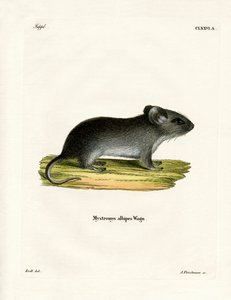 White-tailed Mouse by German School