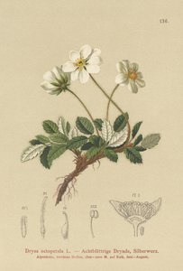 White Dryas