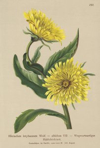 White Hawkweed