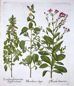 White Horehound, Horehound and Mint, from Hortus Eystettensis by German School
